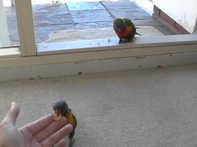 Birds, next is Kim and Birds