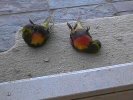 Dead Birds (107K)