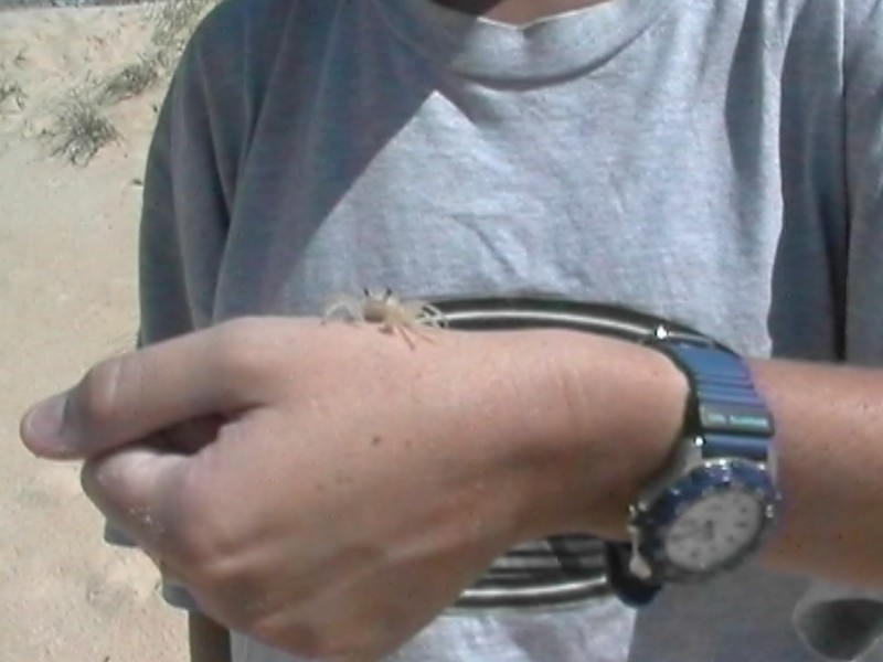 Kim, Beach, Crab, next is Glasshouse Mountains