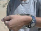 Kim, Beach, Crab (64K)