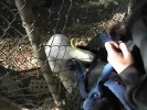 Cheaky Cockatoo (96K)