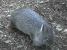 Wombat (124K)