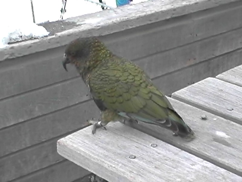 Kea Bird, next is Shotover Jet