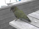 Kea Bird (73K)