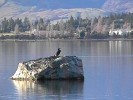 Lake Wanaka Wildlife (97K)