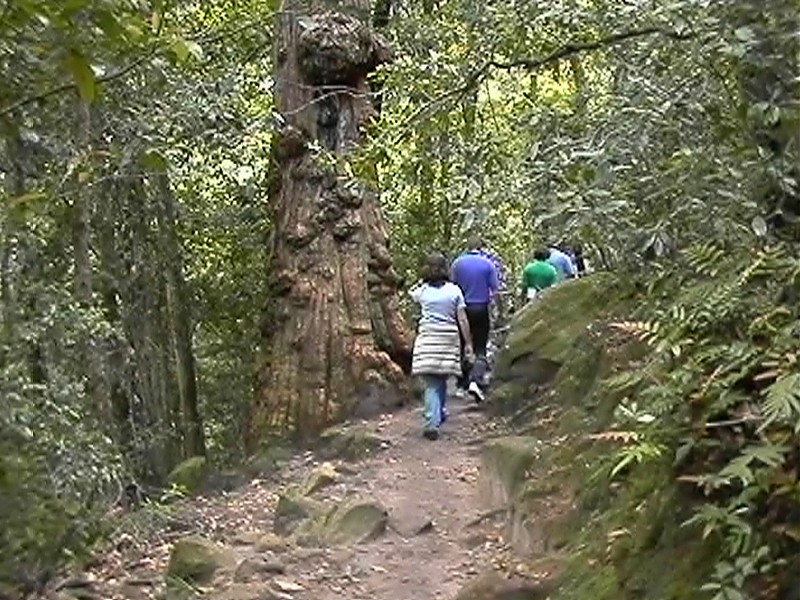 Bizzare Tree, next is Katoomba Scenic Railway