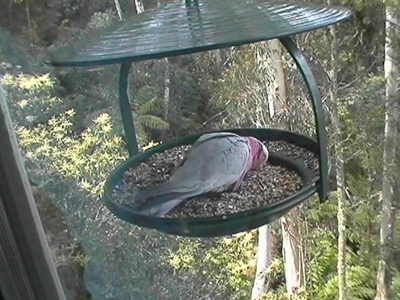 Feeding Gallah, next is Kim & Mark