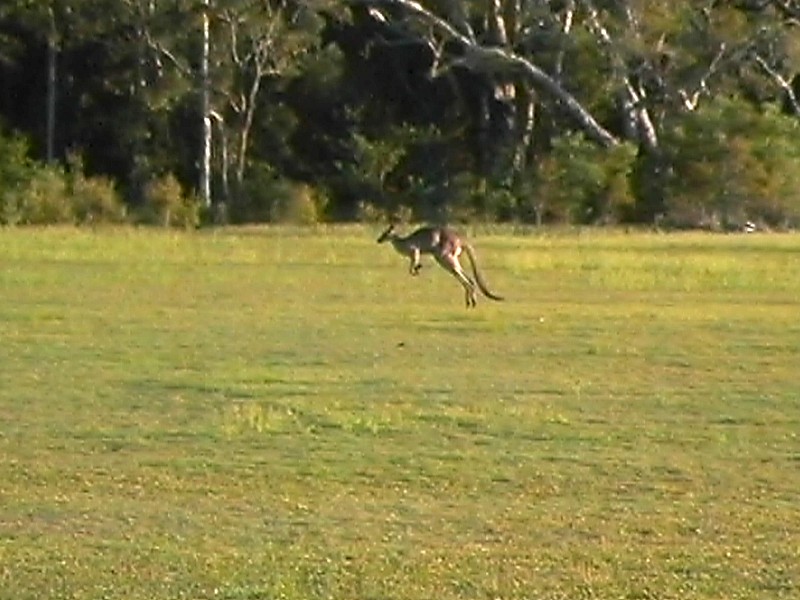 Jumping Roo, next is Yamba Sunset