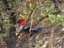 Crimson Rosella (129K)