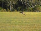 Jumping Roo (104K)