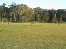 Socceroos (109K)