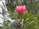 Waratah (122K)