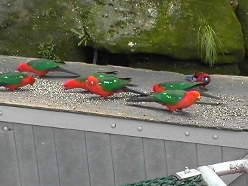 King Parrots, next is Dave & Louise