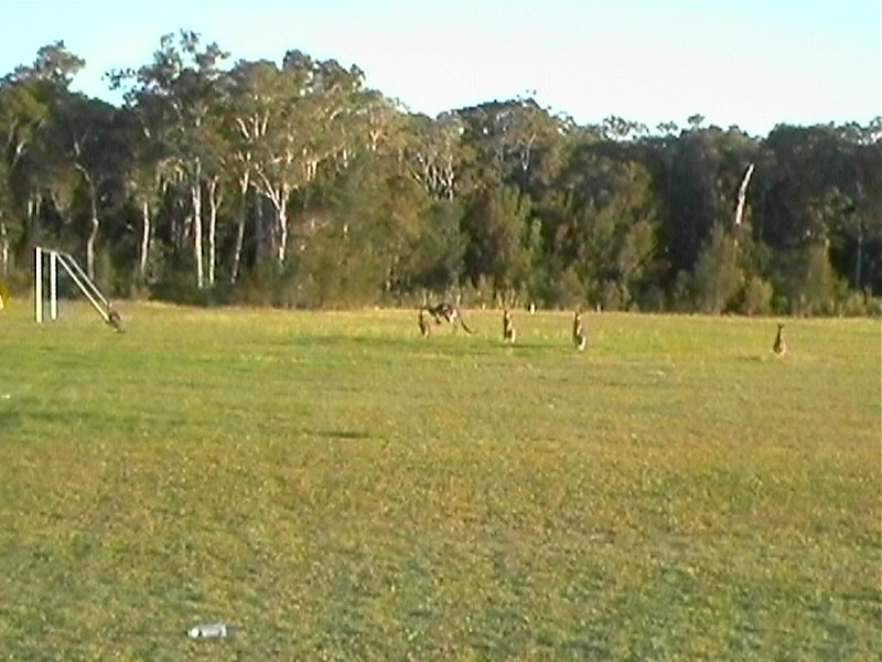 Socceroos, next is Jumping Roo