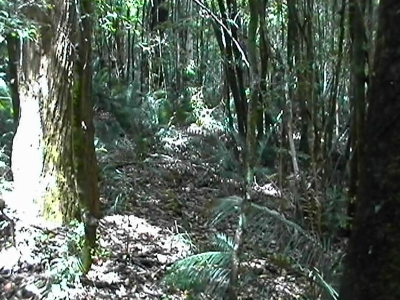 Rainforest on Fraser Island, next is Rocky Stickers