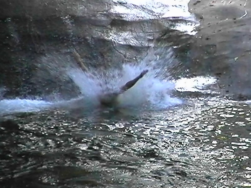 Rob at Josephine Falls, next is Josephine Falls