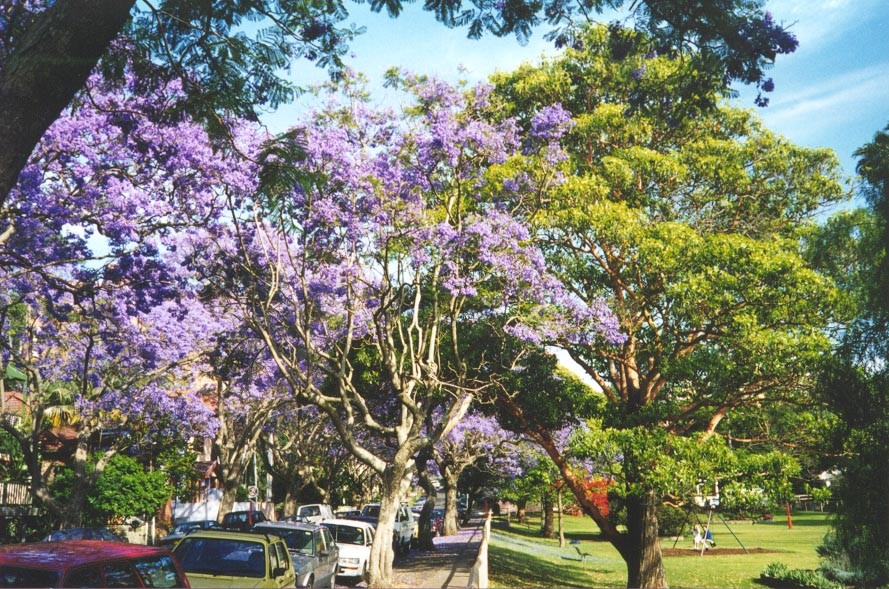 Jacarandas, next is Milsons Park