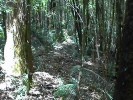 Rainforest on Fraser Island (147K)