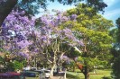 Jacarandas (221K)
