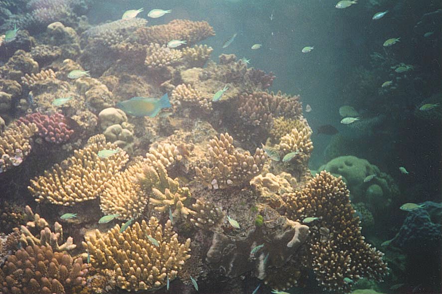 Coral Reef, next is Leaving Ocean Quest