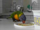 Lorikeet (76K)