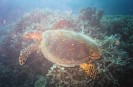 Reef Turtle (101K)