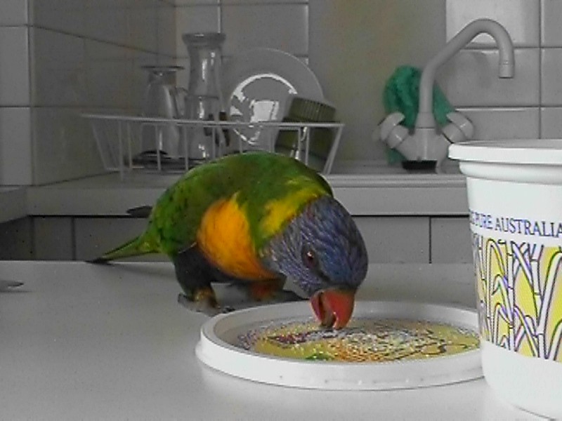 Lorikeet, next is Santa Kim