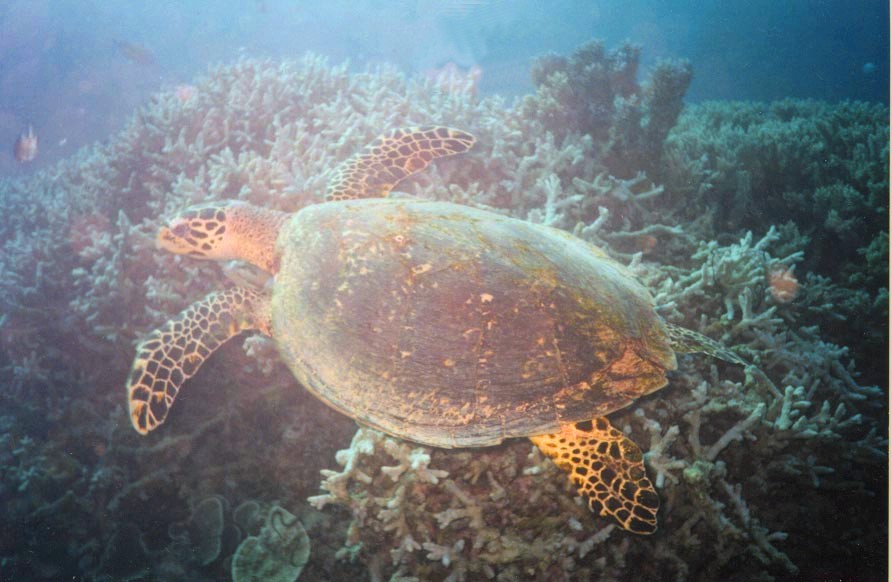 Reef Turtle, next is Underwater Rob