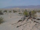 Death Valley Dunes (92K)