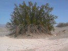 Death Valley Dunes (100K)