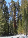 General Sherman (165K)