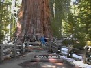 General Sherman Rob (140K)