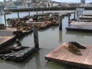 Peir 39 Seals (94K)