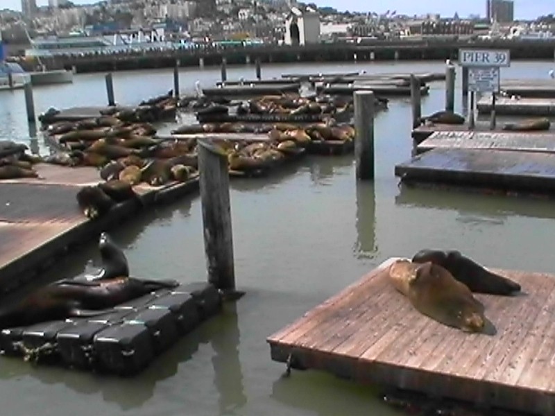Peir 39 Seals, next is Golden Gate Rob
