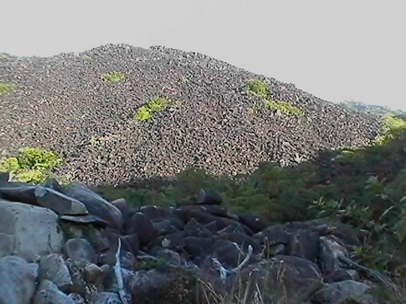 Black Mountain, next is Black Mountain Gecko