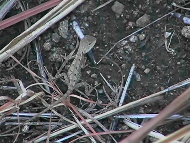 Black Mountain Gecko, next is Green Tree Frog