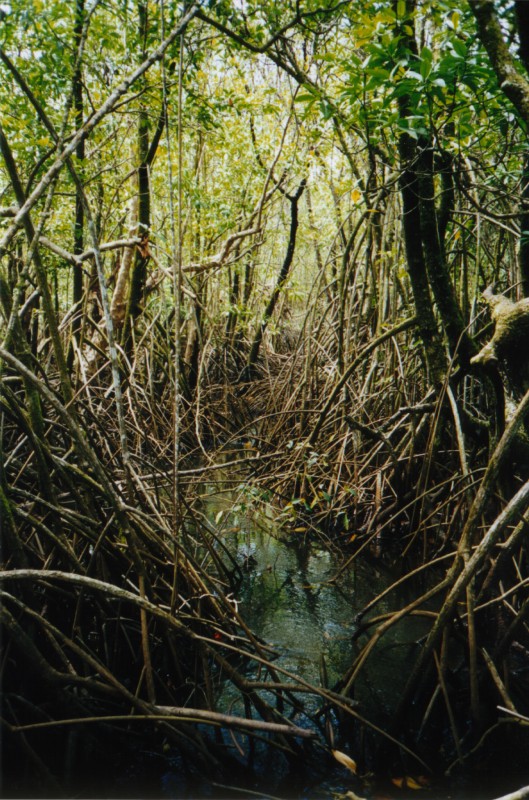 Cape Tribulation Mangroves, next is Bloomfield Crossing