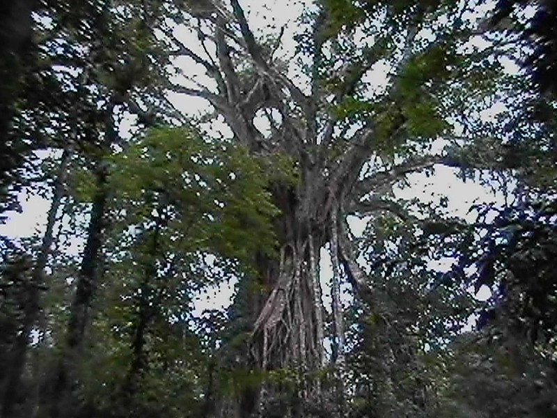 Cathedral Fig, next is Curtain Fig