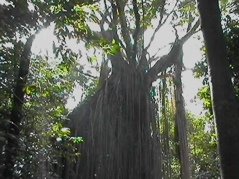Curtain Fig, next is Millaa Millaa Falls