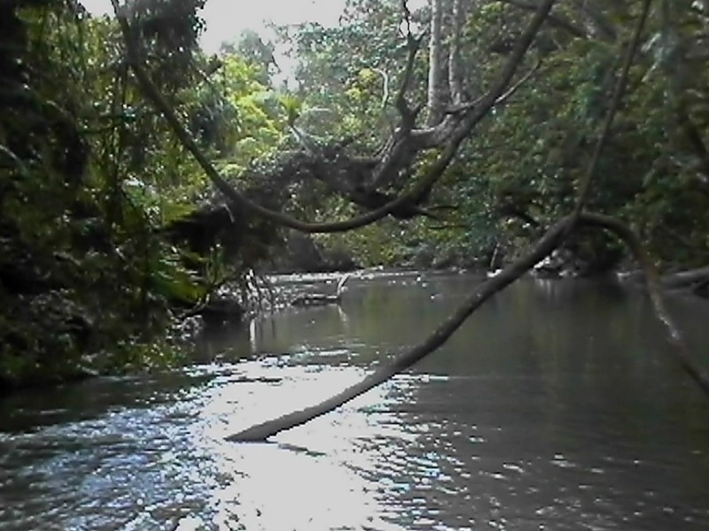 Daintree Forest Creek, next is Daintree Forest Creek