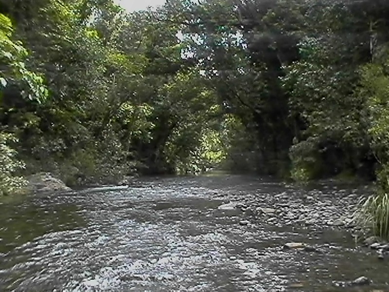 Daintree Forest Creek, next is Coconut Rob