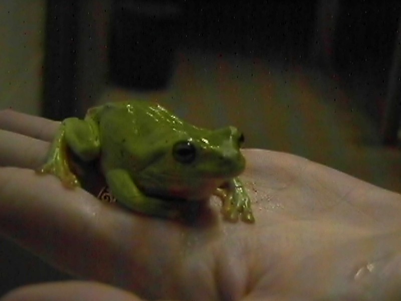 Green Tree Frog, next is Green Tree Frog