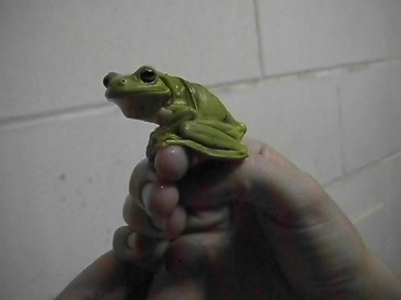 Green Tree Frog, next is Cooktown Statue