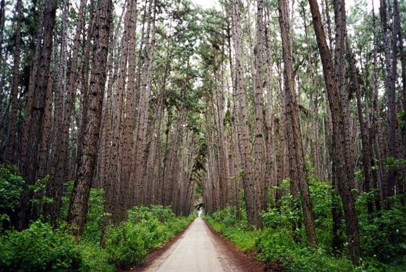 Lake Tinaroo Pine Forest, next is Cathedral Fig