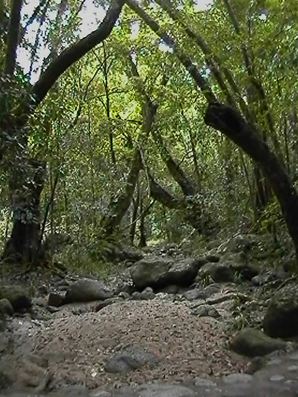 Mossman Gorge Forest, next is Daintree Rainforest