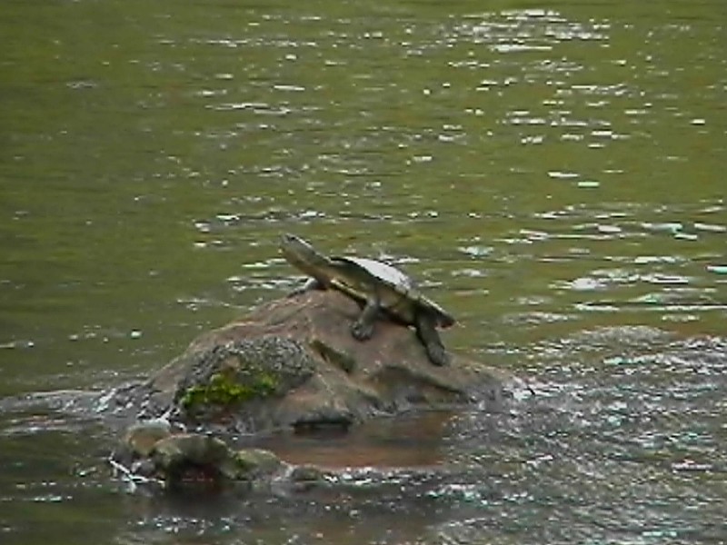 Mungalli Falls Terrapin, next is Gillies Highway Lookout