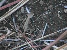 Black Mountain Gecko (120K)