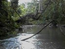 Daintree Forest Creek (109K)