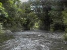 Daintree Forest Creek (150K)