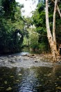 Daintree Forest Creek (177K)